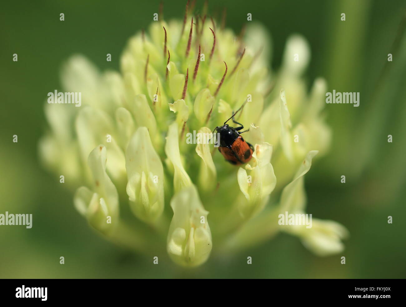 Bug on Flower - Macro Photography Stock Photo