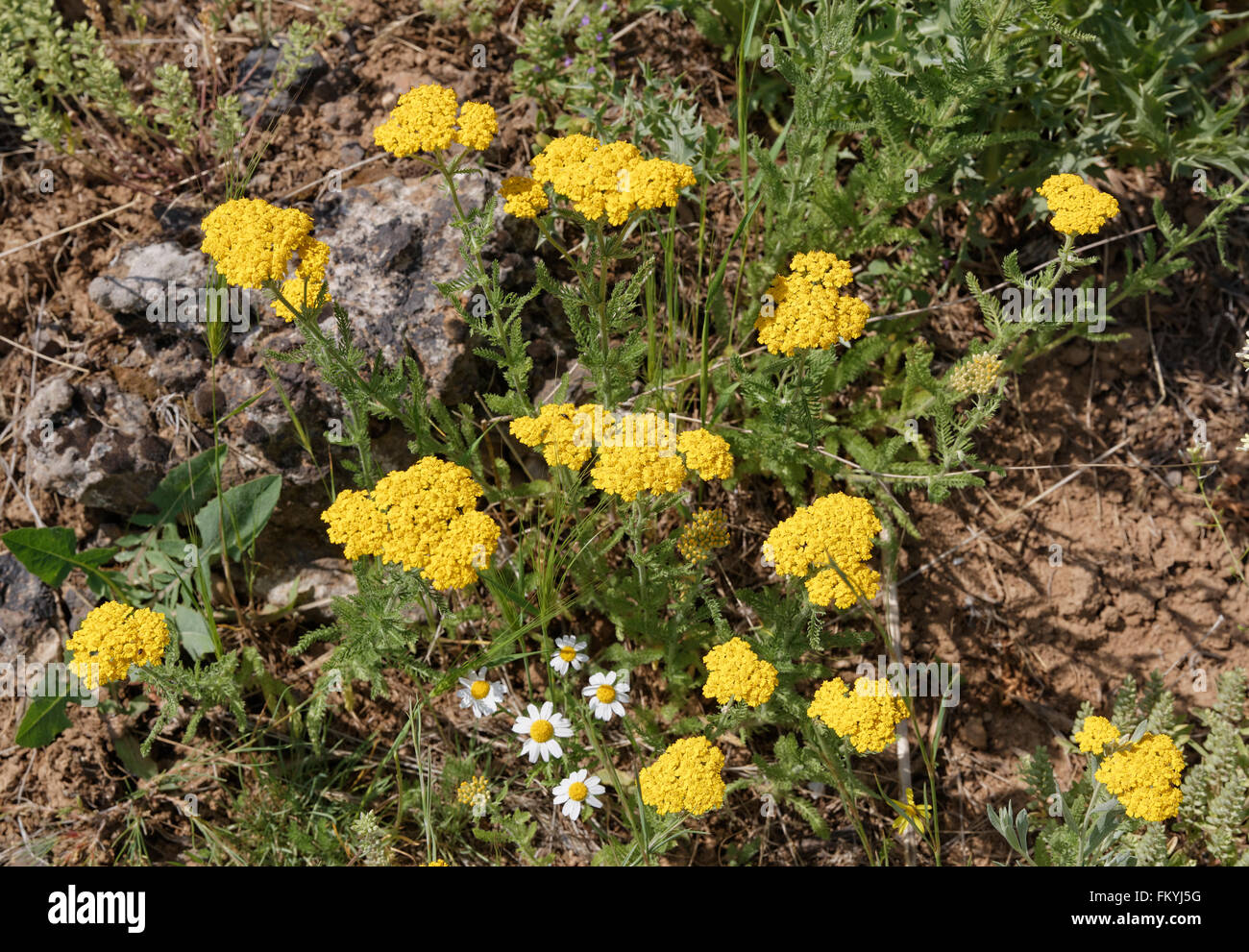 Yarrow (Achillea filipendulina), Van Province, Eastern Anatolia Region, Anatolia, Turkey Stock Photo