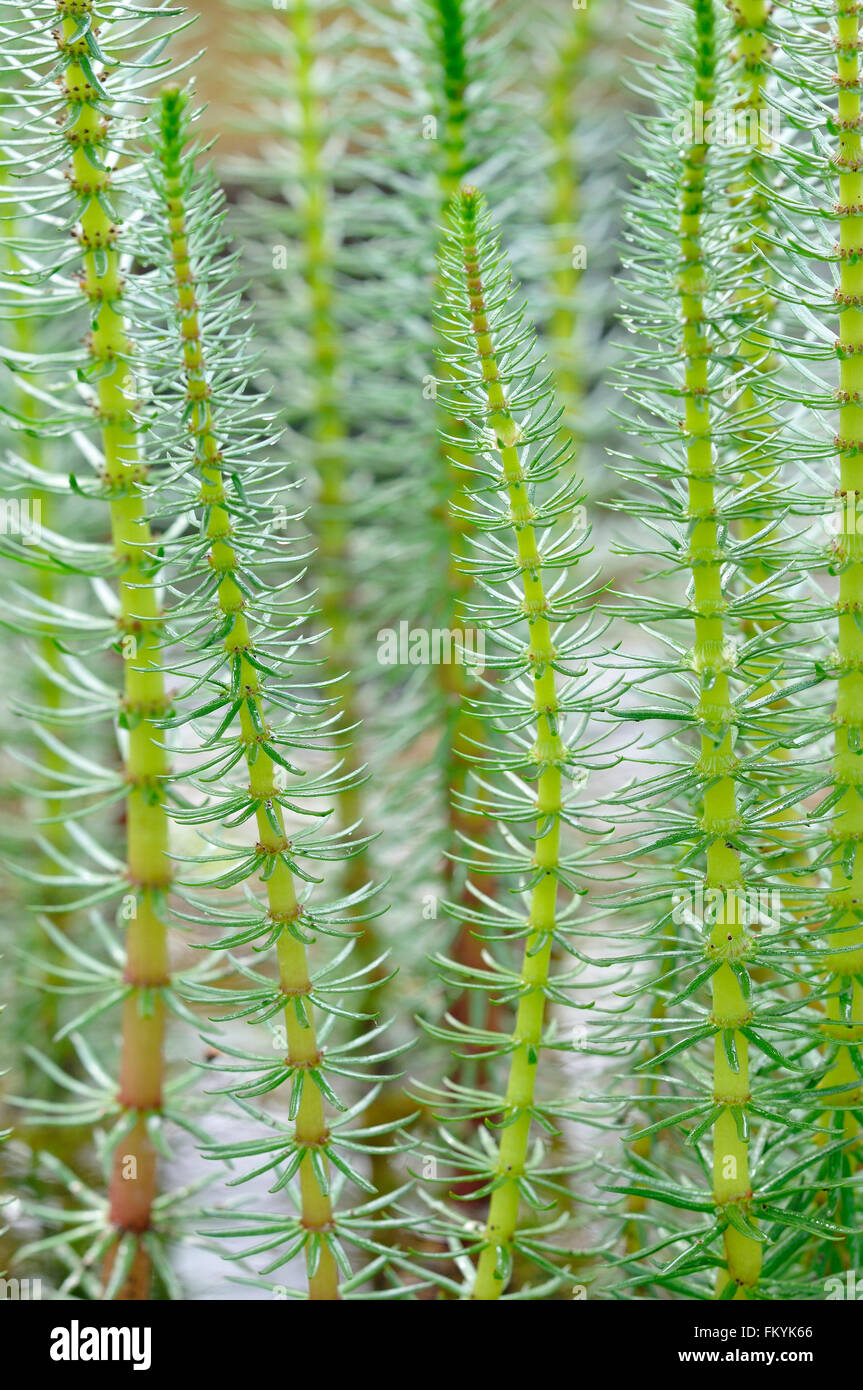 Mare&#39;s tail (Hippuris vulgaris) with hollow unbranched stems and needle-like leaves, North Rhine-Westphalia, Germany Stock Photo