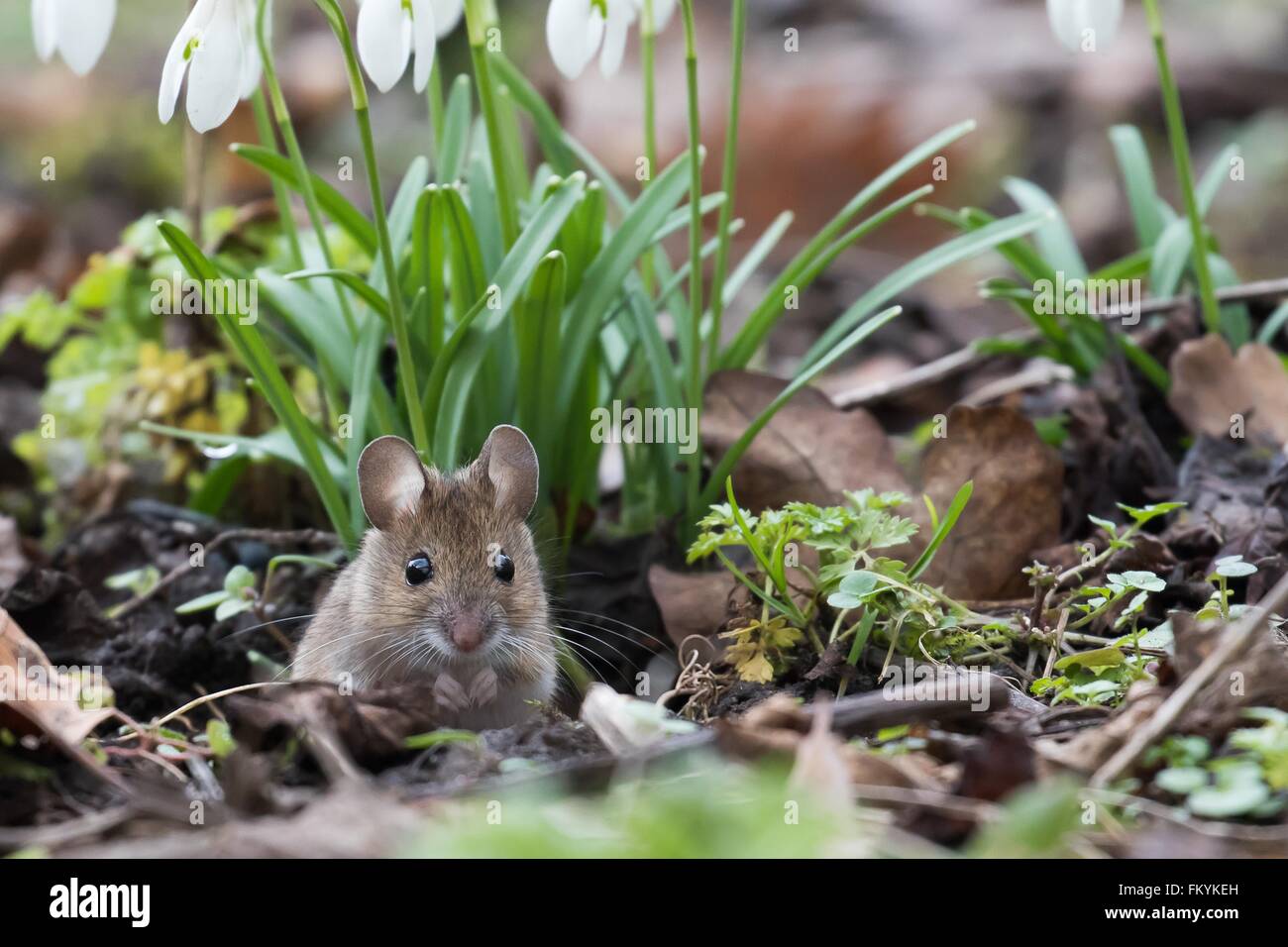 House mouse (Mus musculus) looking out of its burrow, Hesse, Germany Stock Photo