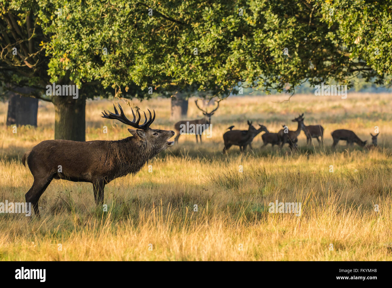 Red Deer Stag During Rut in Richmond Park Stock Photo - Alamy