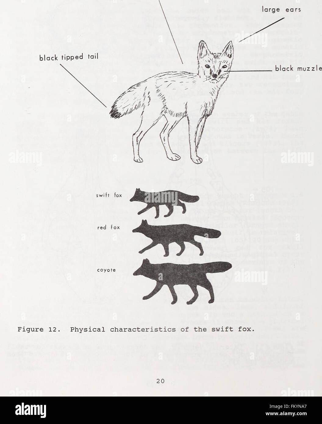 An ecological and taxonomic review of the swift fox (Vulpes velox) with ...