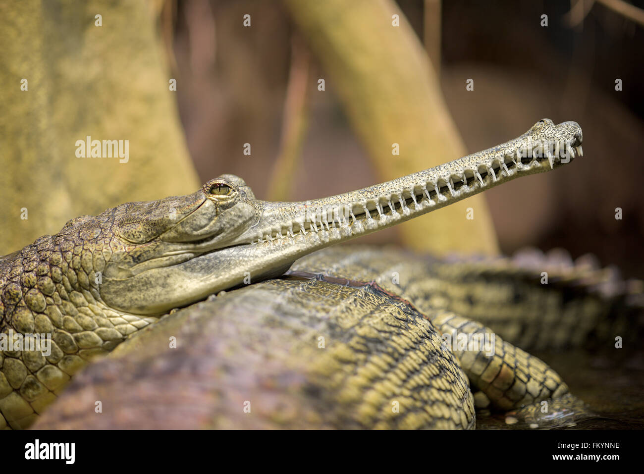 Gharial in the water Stock Photo