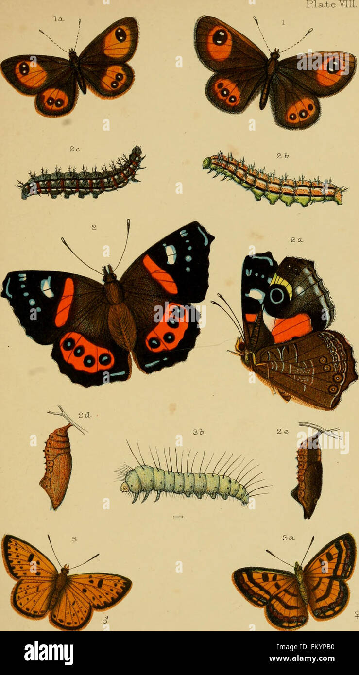 Nz Insect Identification 'An Elementary Manual of New Zealand Entomology' (1892) provides a ...