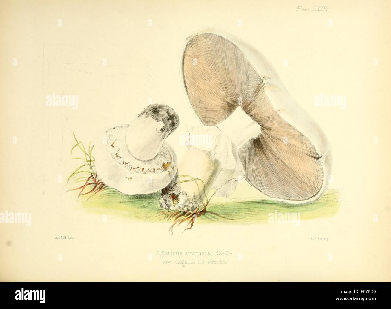 Illustrations of British mycology (Plate LXXVI) Stock Photo