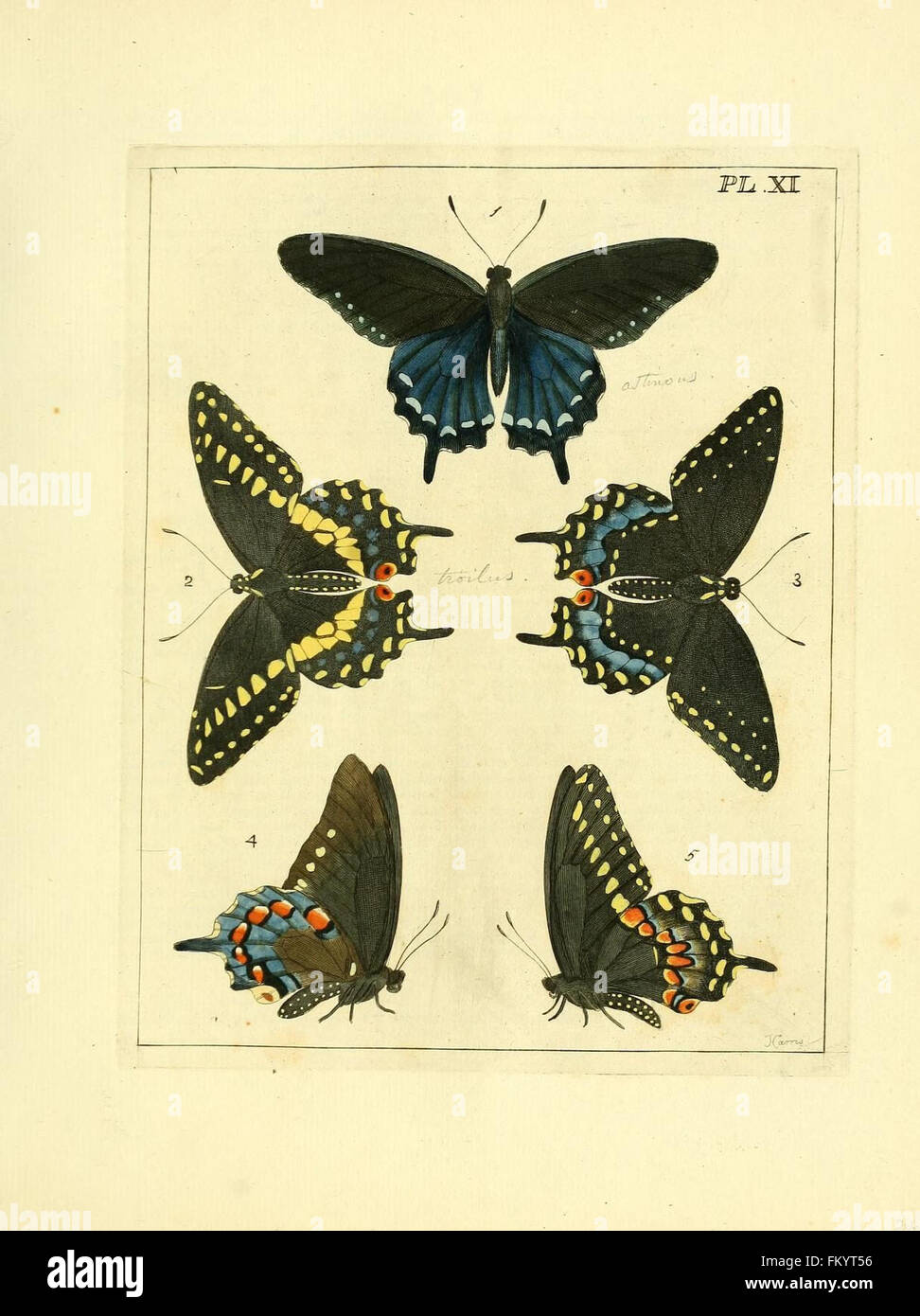 This illustration from 'Illustrations of Natural History' showcases ...