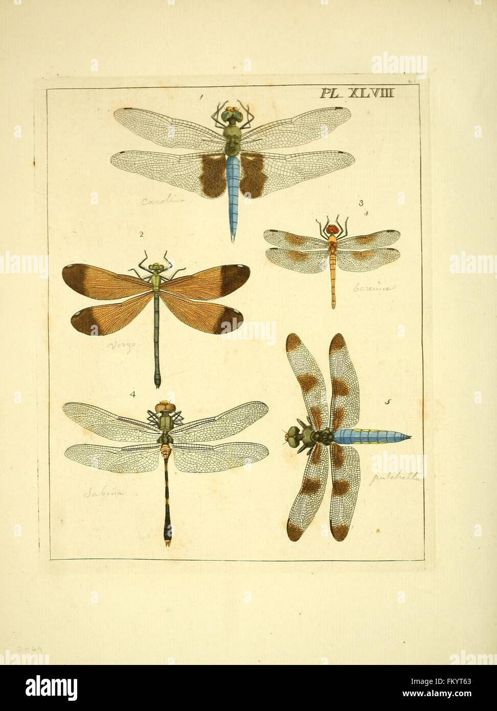 Plate XLVIII from 'Illustrations of Natural History' presents detailed ...