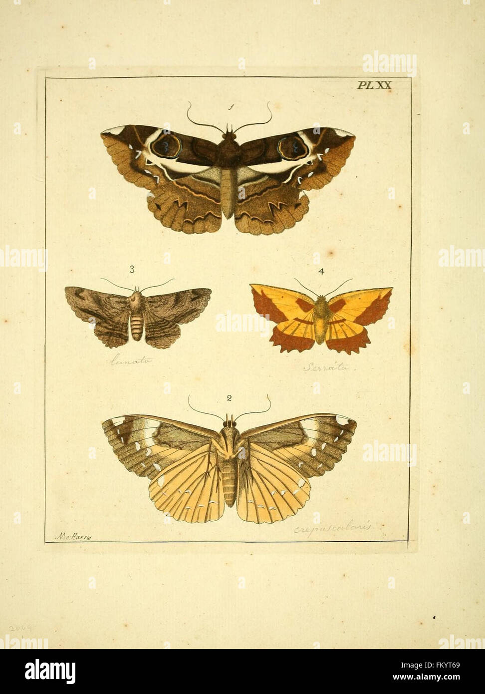 An illustration from *Illustrations of Natural History*, featuring a ...