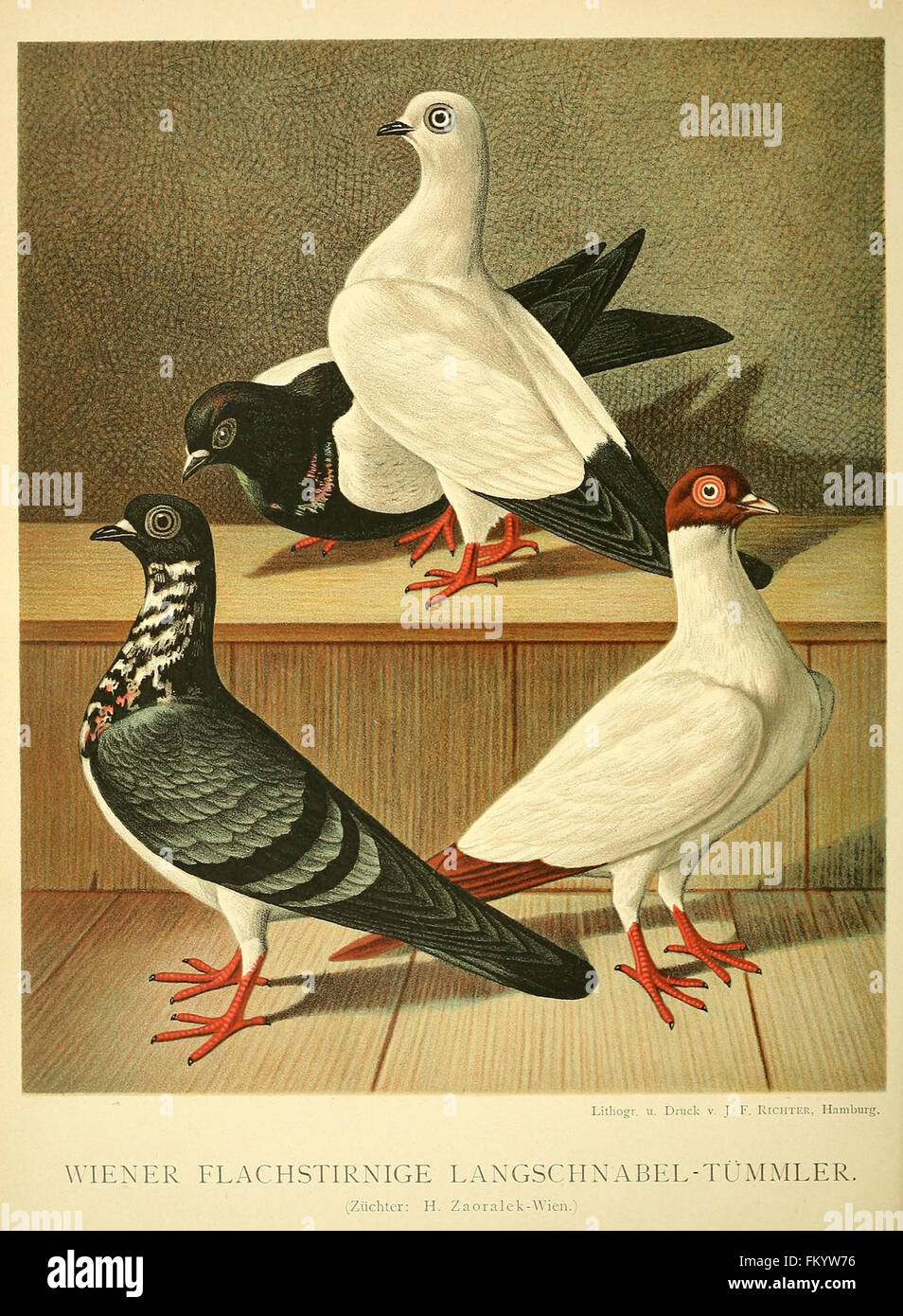 This book features detailed illustrations of pigeon anatomy and ...