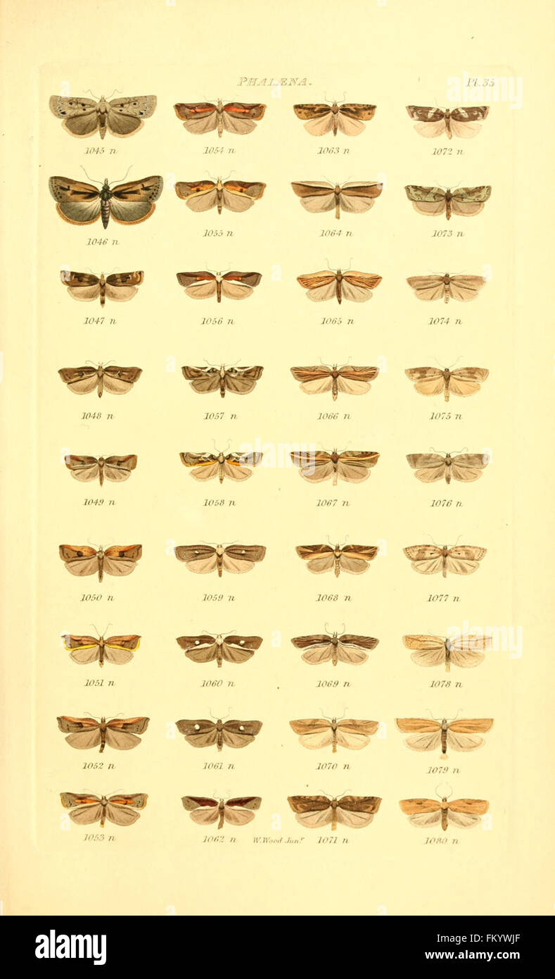 'Index Entomologicus' (Pl. 35) offers a comprehensive illustrated ...