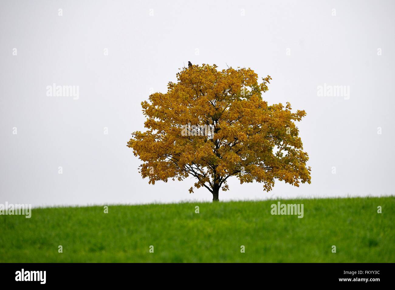 einsamer Baum auf der Wiese Stock Photo