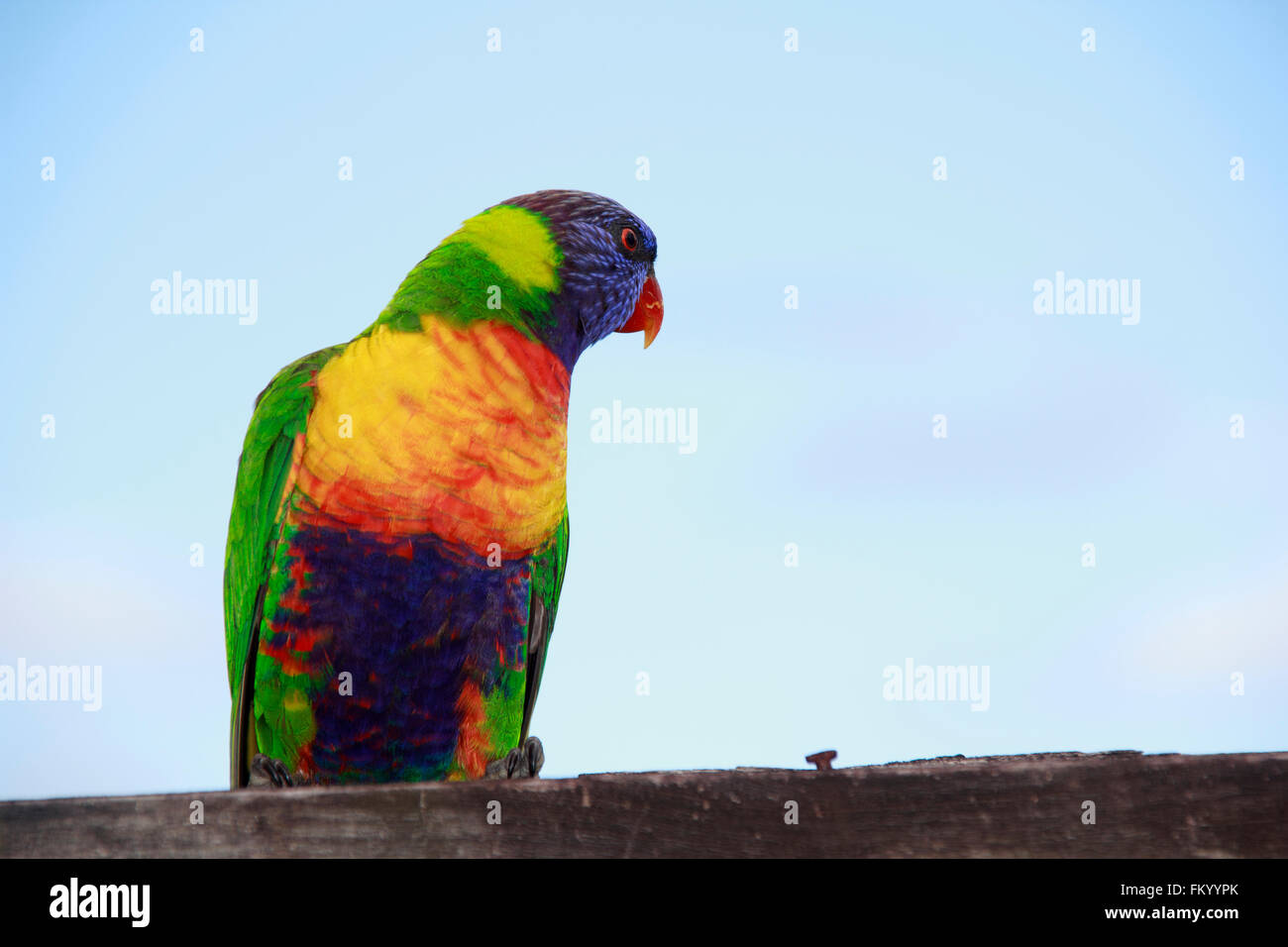 Lorikeet beauty hi-res stock photography and images - Alamy