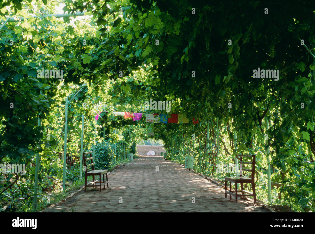 Vine Covered Walkway In Turpan, Xinjiang Province, China Stock Photo