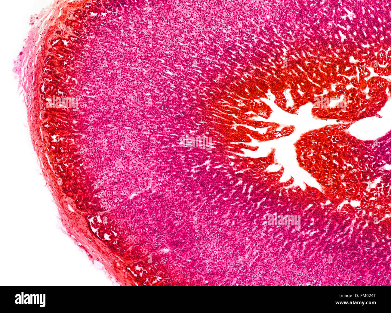 Adrenal gland, stained brightfield photomicrograph Stock Photo