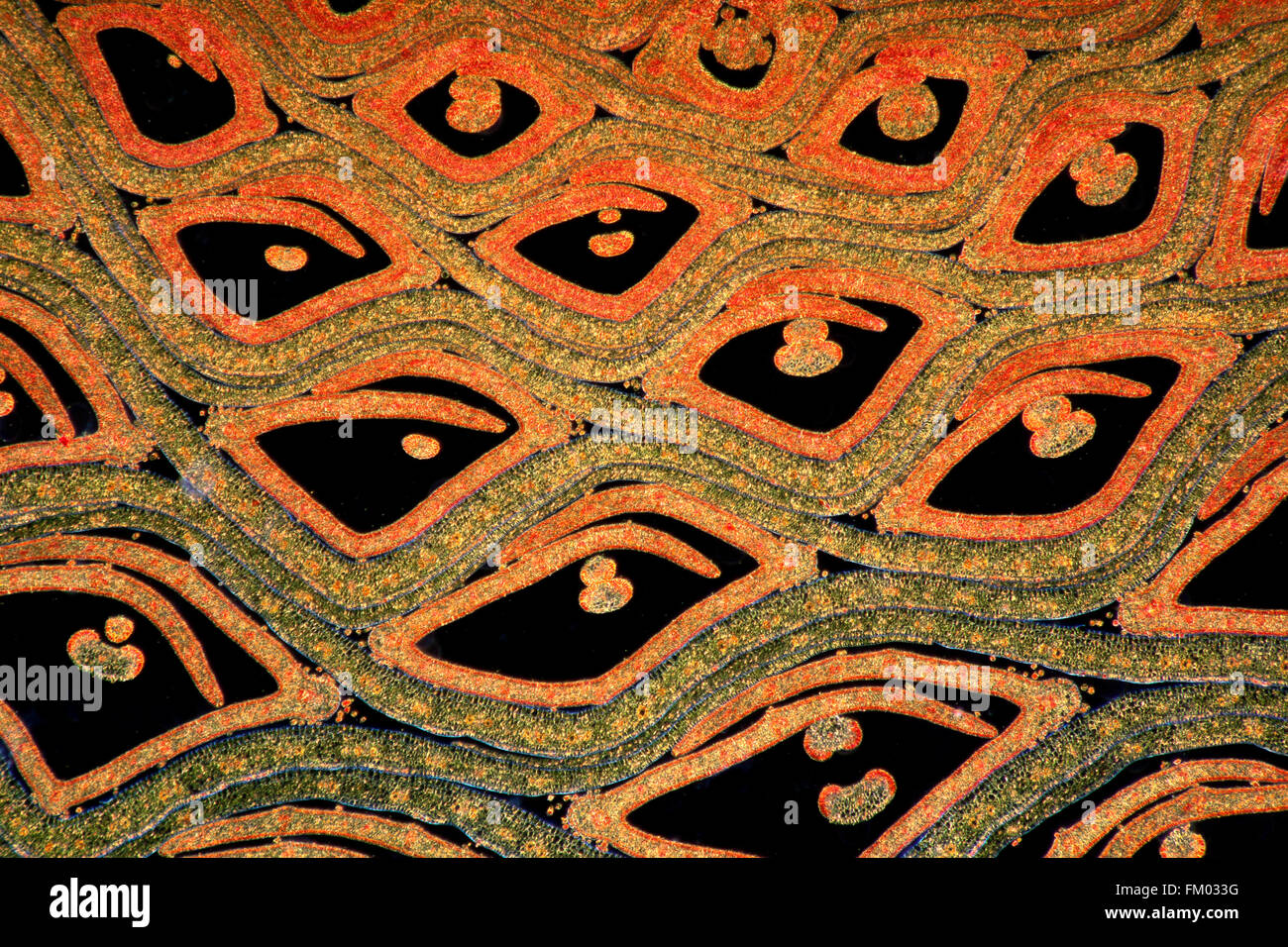 Dahlia flowerhead darkfield photomicrograph, stained section Stock Photo