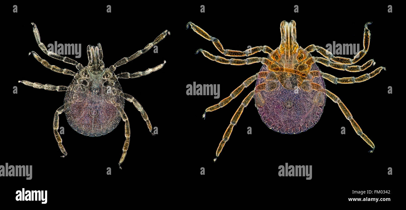 Male & female Lone Star ticks, Amblyomma americanum, darkfield photomicrograph Stock Photo