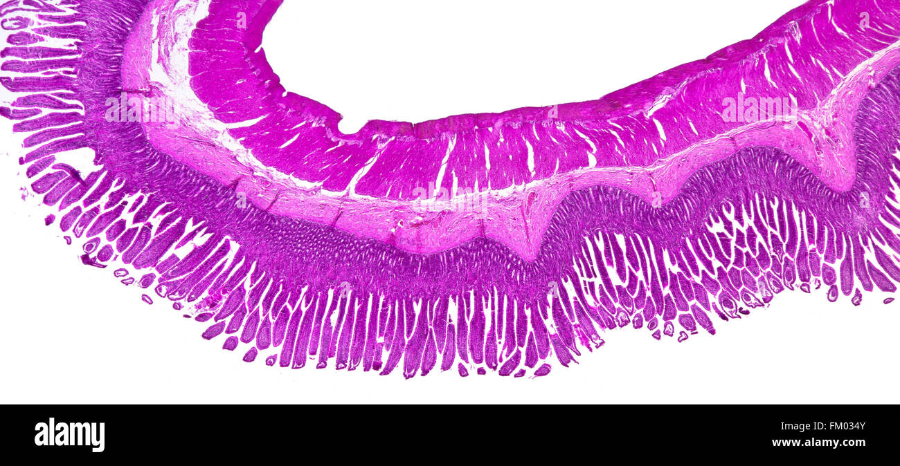 Small intestine TS, stained brightfield photomicrograph Stock Photo