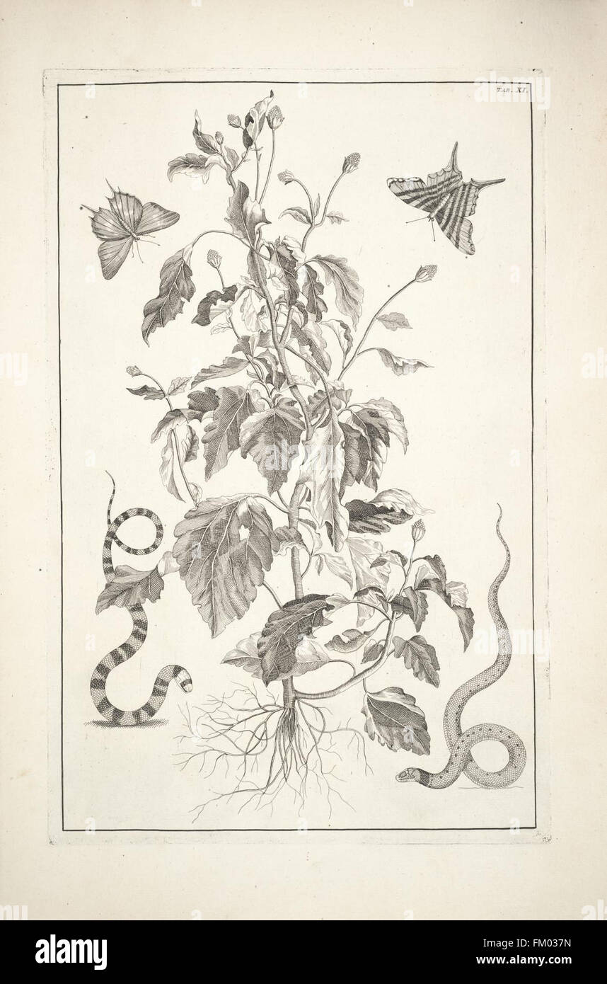 A detailed description and artistic depiction of natural history ...