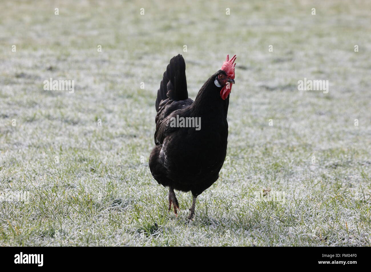 fowl camera