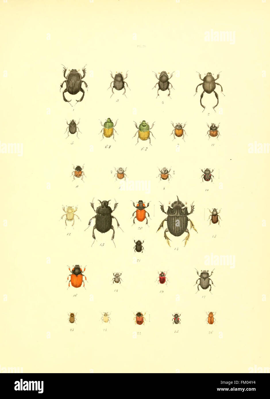 The illustrated entomological collection features various insects ...