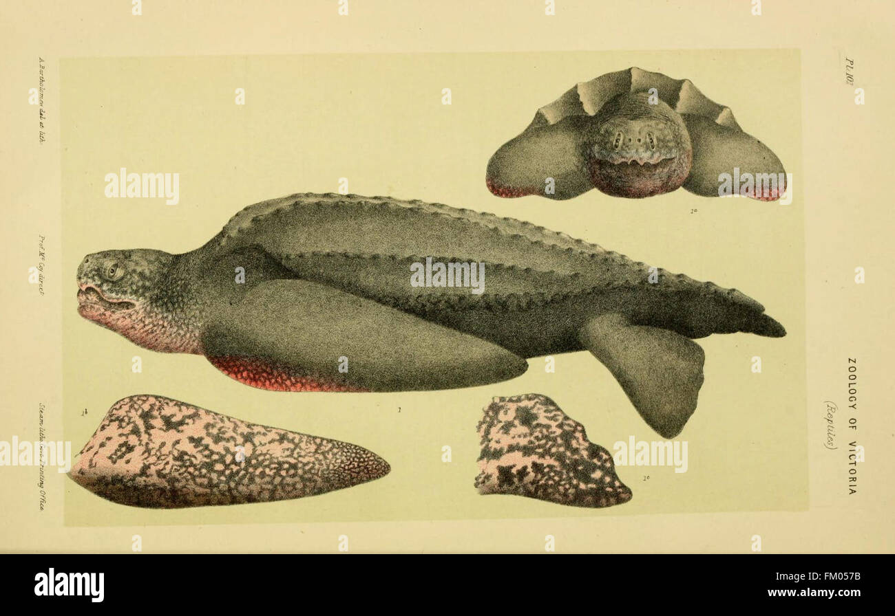 Natural history of Victoria (Pl. 101 Stock Photo - Alamy