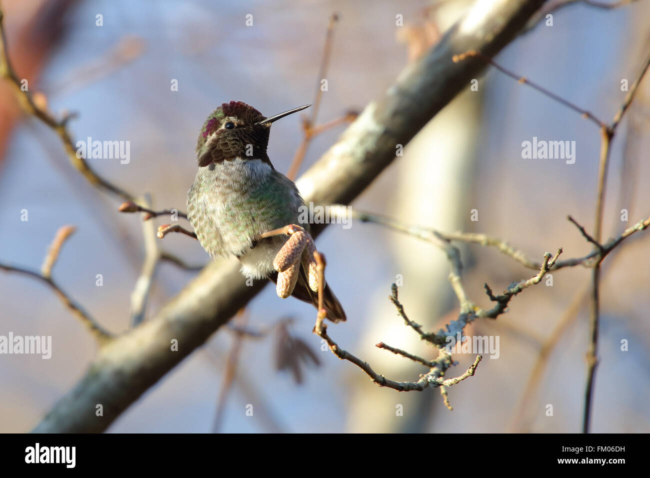 Male Anna's Hummingbird sitting on a branch Stock Photo