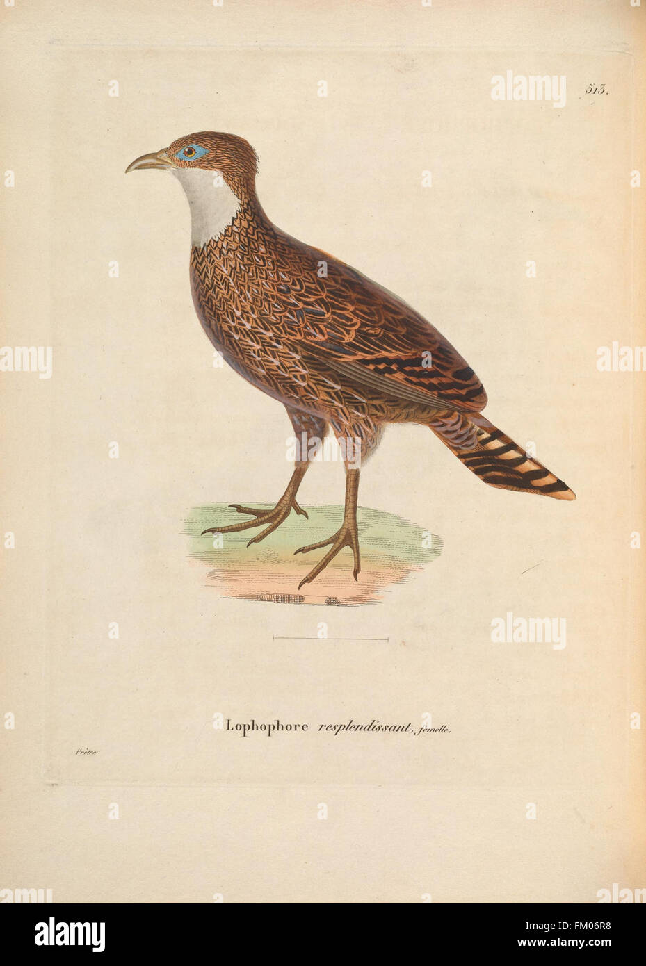 Photo inspiration: Fresh Look at This Collection Illustrates Various Bird Species Featuring Colored