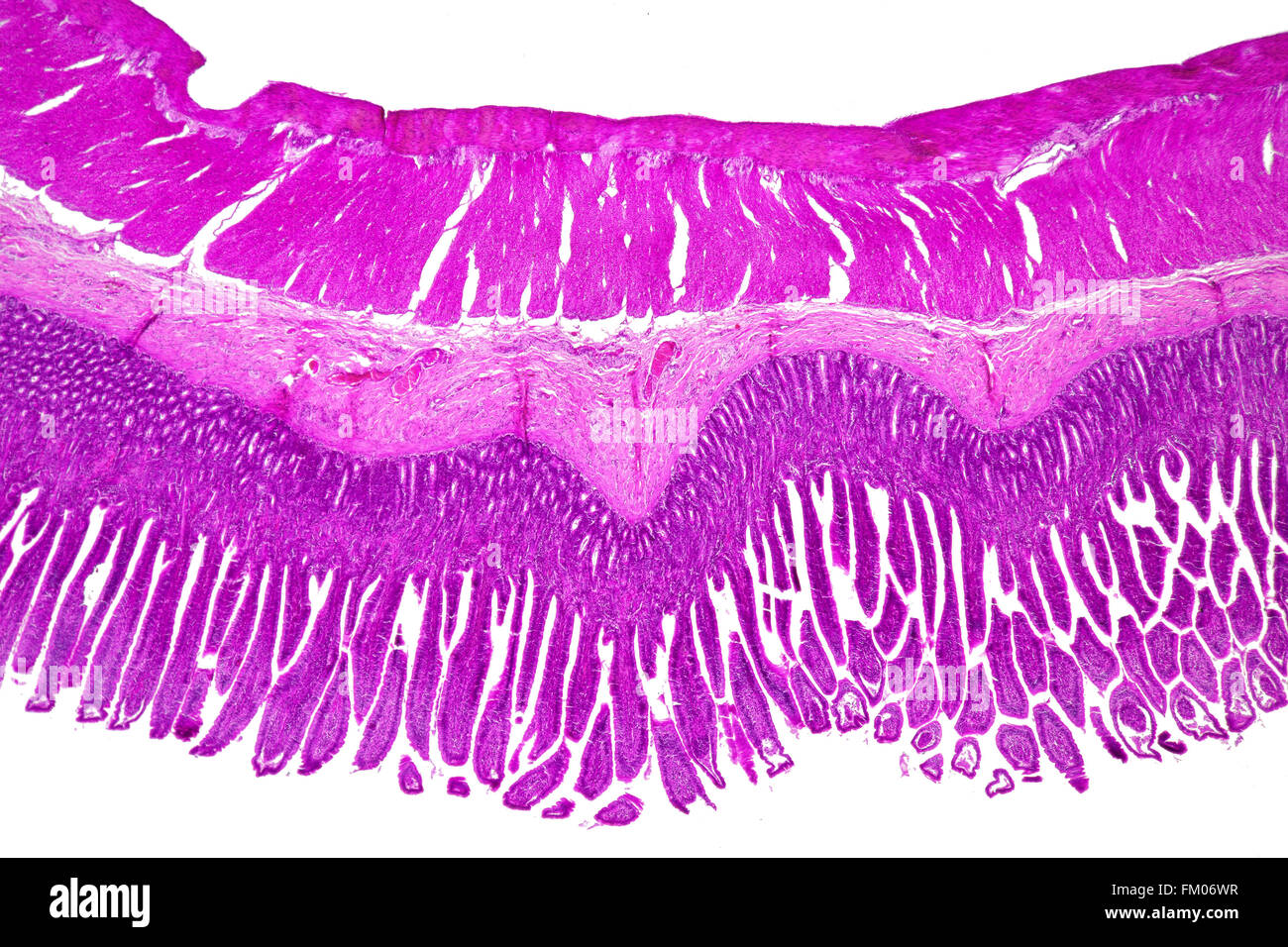 Small Intestine Microscopic Anatomy