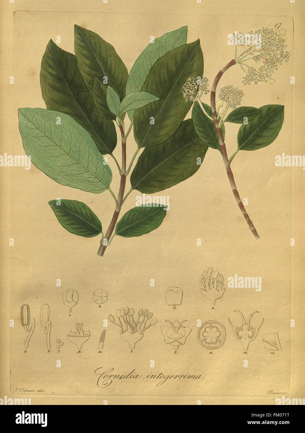 Nova genera ac species plantarum, quas in regno Chilensi Peruviano et in terra Amazonica (Pl. 17) Stock Photo