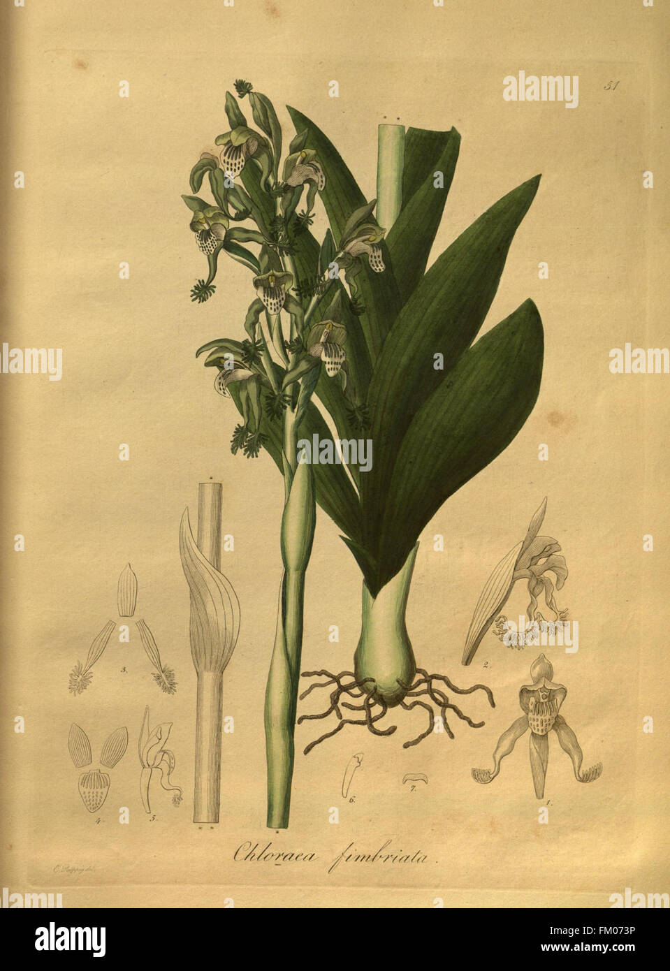 Nova genera ac species plantarum, quas in regno Chilensi Peruviano et in terra Amazonica (Pl. 51) Stock Photo