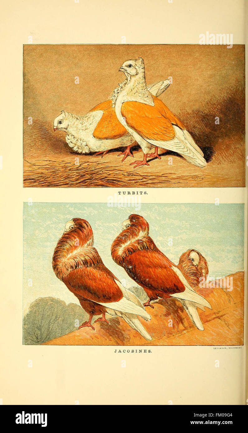 Plate X from a pigeon catalog highlights various pigeon breeds