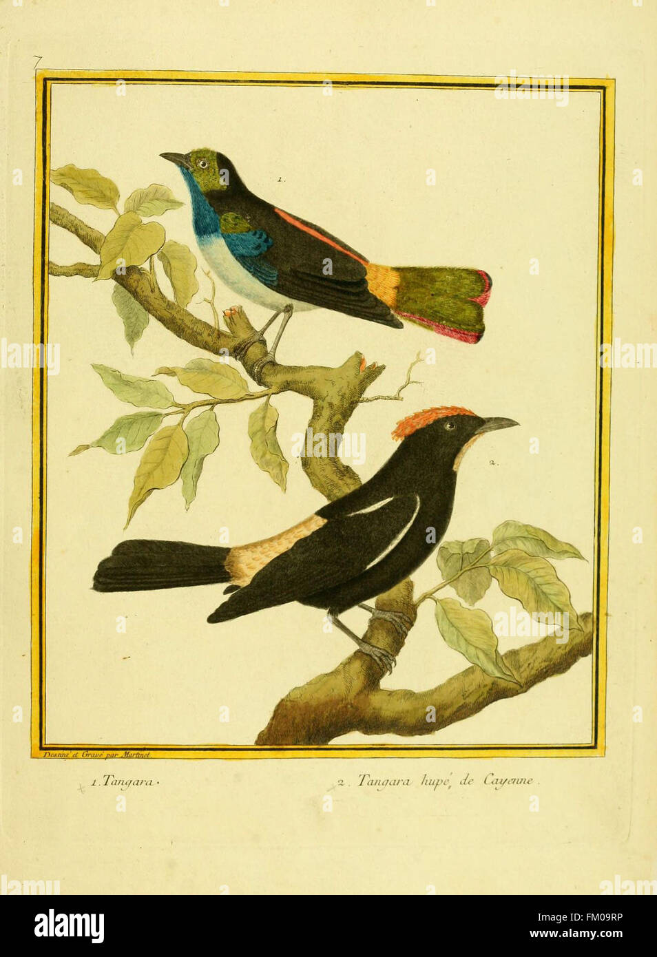 An illustration of birds from 'Planches enluminées d'histoire naturelle ...