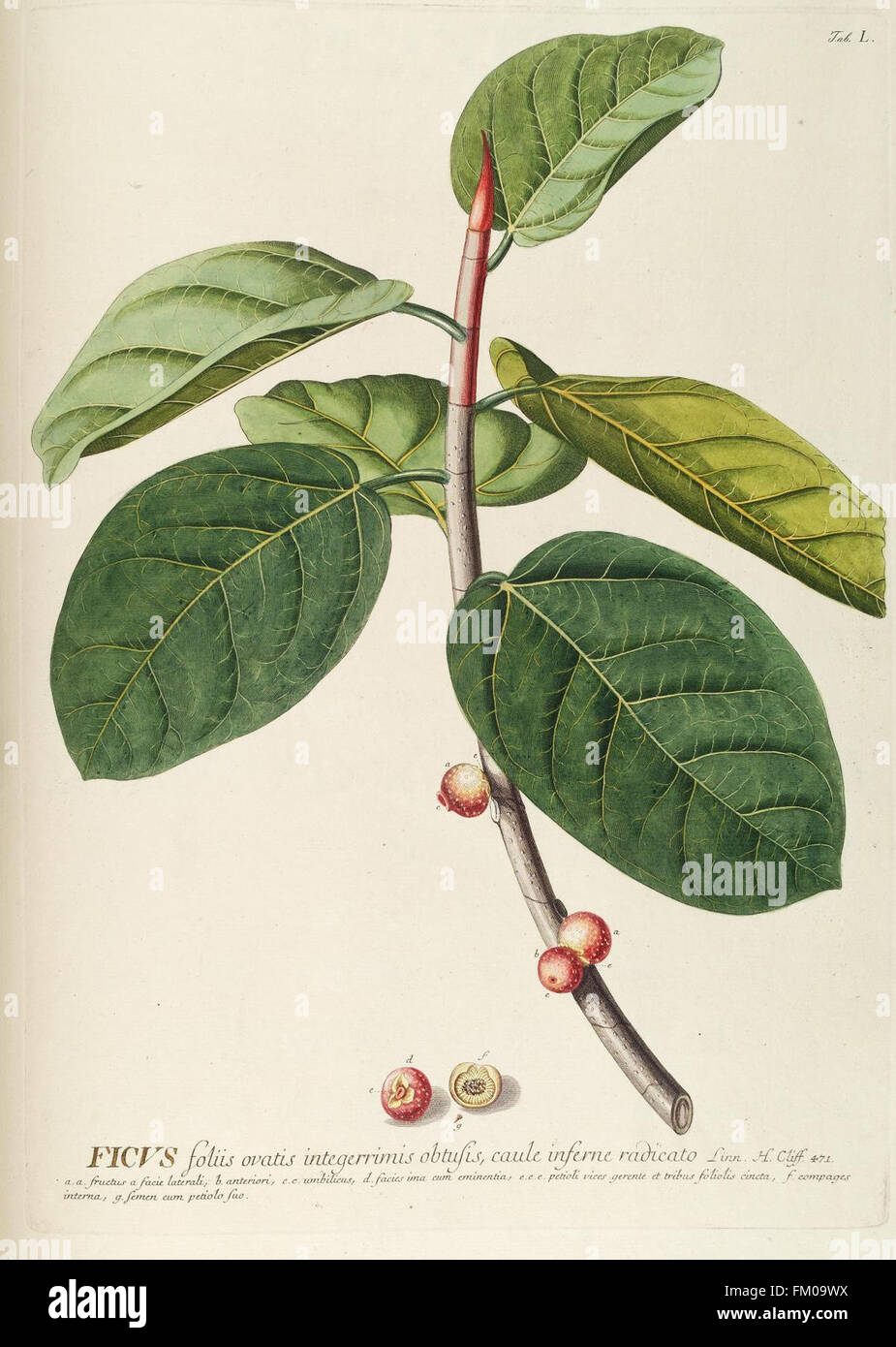 Plantae selectae quarum imagines ad exemplaria naturalia Londini, in hortis curiosorum nutrita (Tab. L) Stock Photo