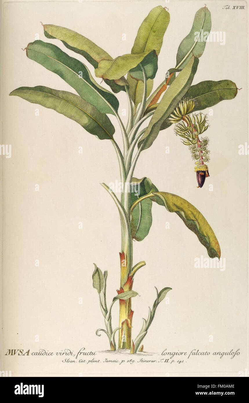 Plantae selectae quarum imagines ad exemplaria naturalia Londini, in hortis curiosorum nutrita (Tab. XVIII) Stock Photo