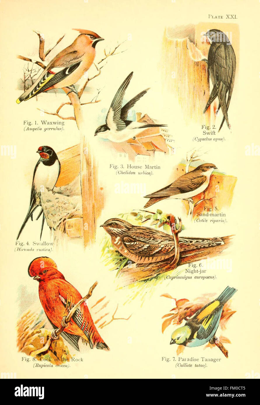 *A Book of Birds* offers illustrations and descriptions of various bird ...