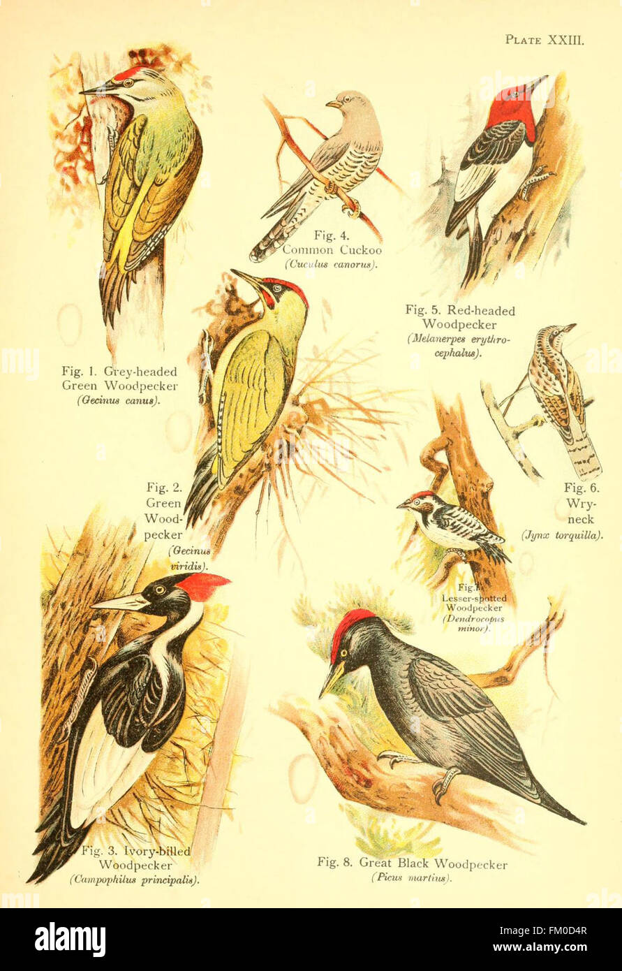 An illustration from 'A Book of Birds', depicting various bird species ...