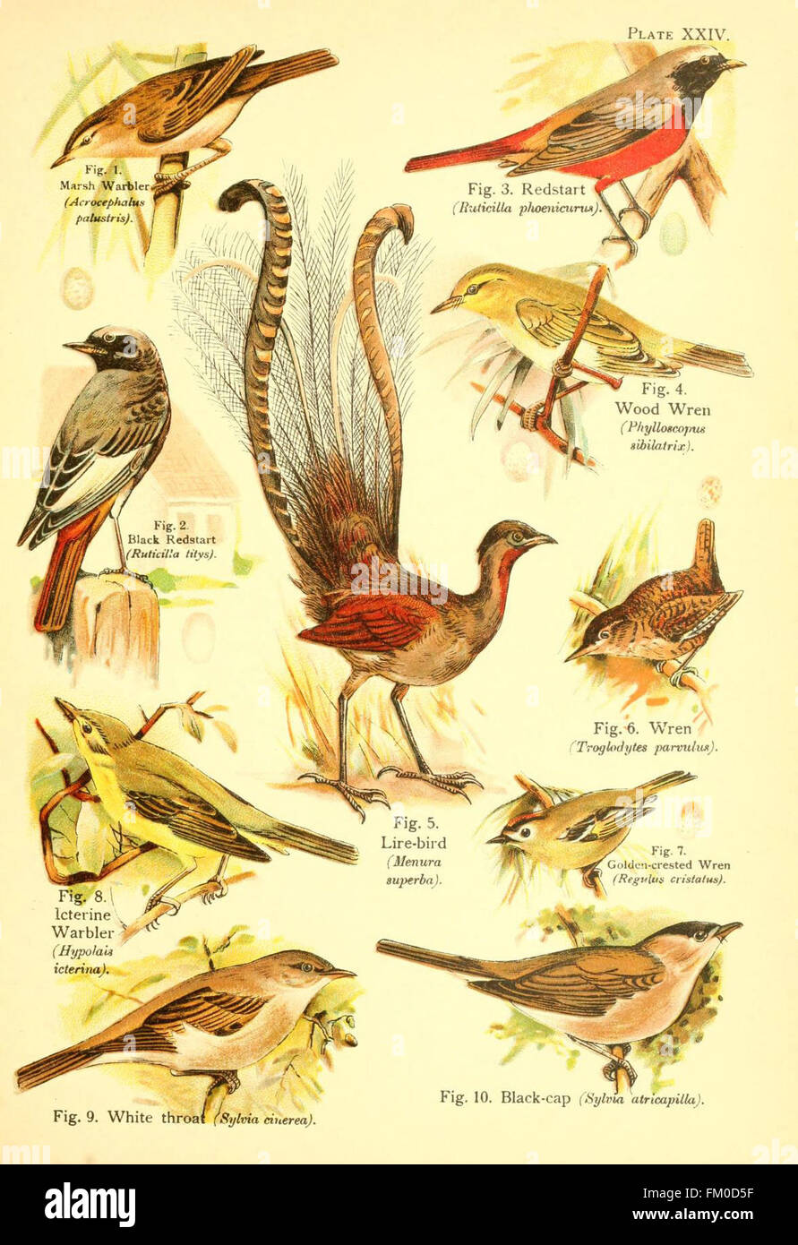 'A Book of Birds' features detailed illustrations of bird species ...