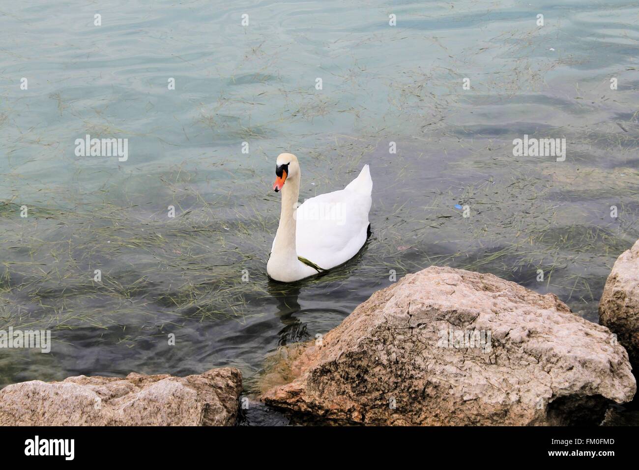 swan Stock Photo