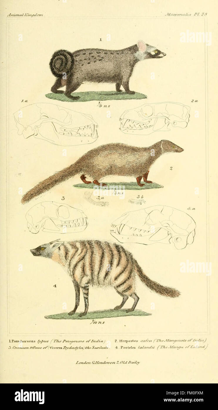 A detailed illustration from *The Animal Kingdom*, arranged by its ...