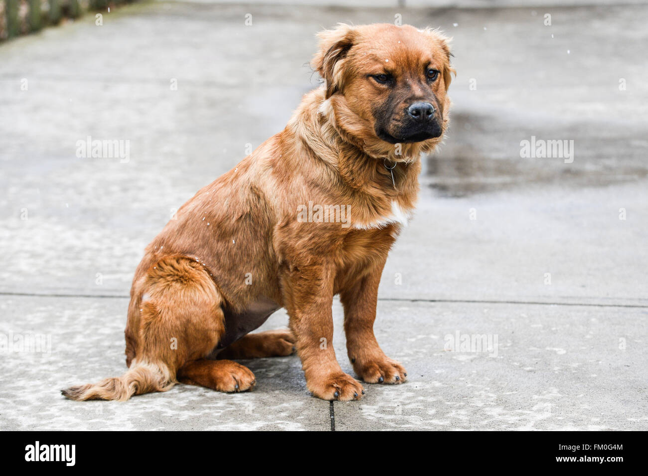 accelerator sorg Hates Brown Chow Labrador mix, puppy, 6 months old Stock Photo - Alamy