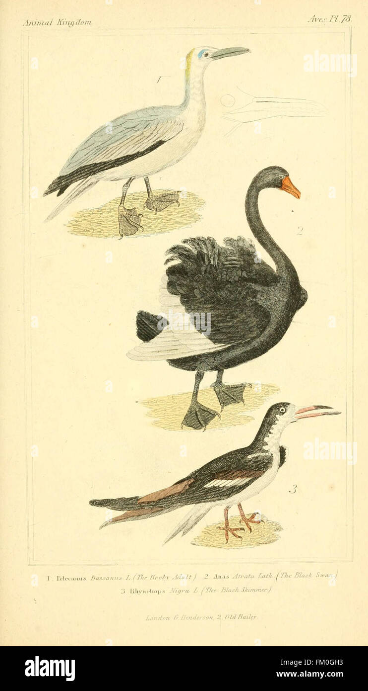 An illustration from a work on the classification of the animal kingdom ...
