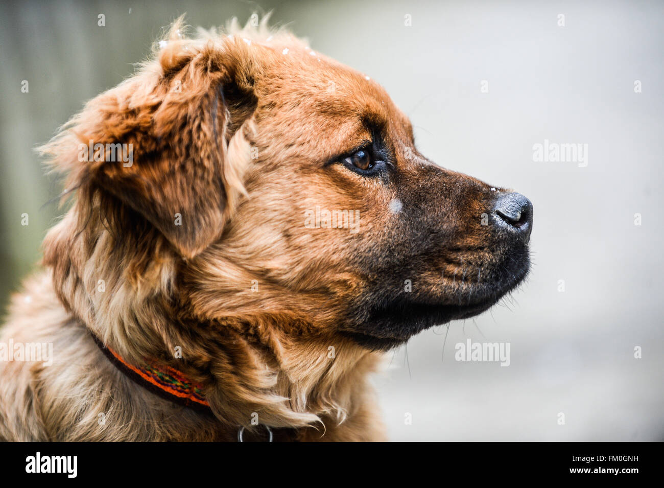 Brown Chow Labrador mix, puppy, 6 months old Stock Photo Alamy