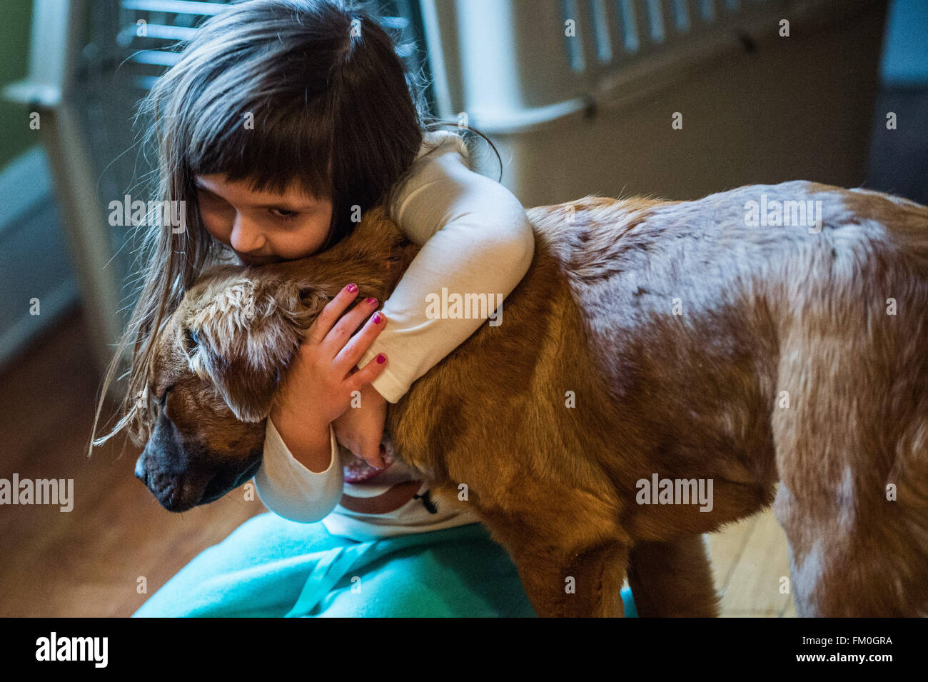 Brown Chow Labrador mix, puppy, 6 months old with Caucasian 5 yearold girl Stock Photo Alamy