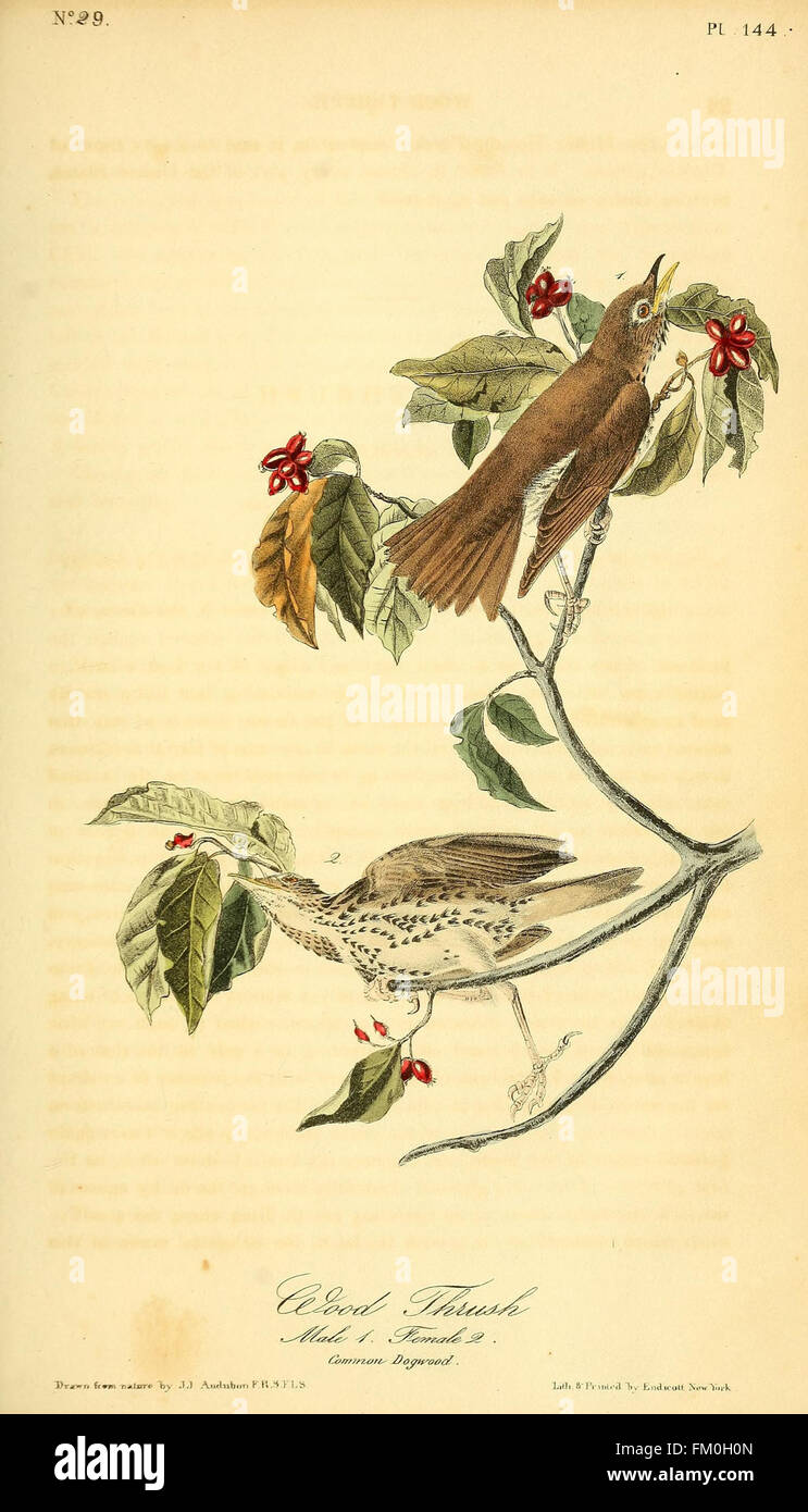 The birds of America (Pl. 144) Stock Photo