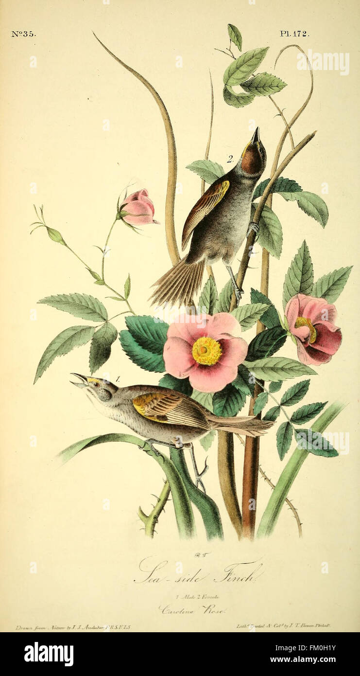 The birds of America (Pl. 172) Stock Photo