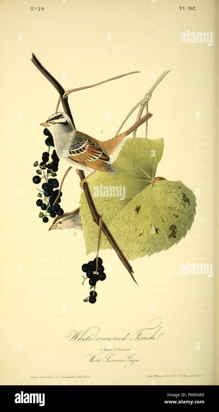 The birds of America (Pl. 192) Stock Photo