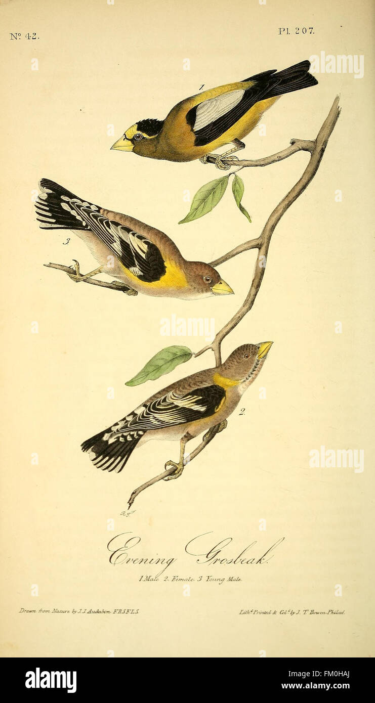 The birds of America (Pl. 207) Stock Photo