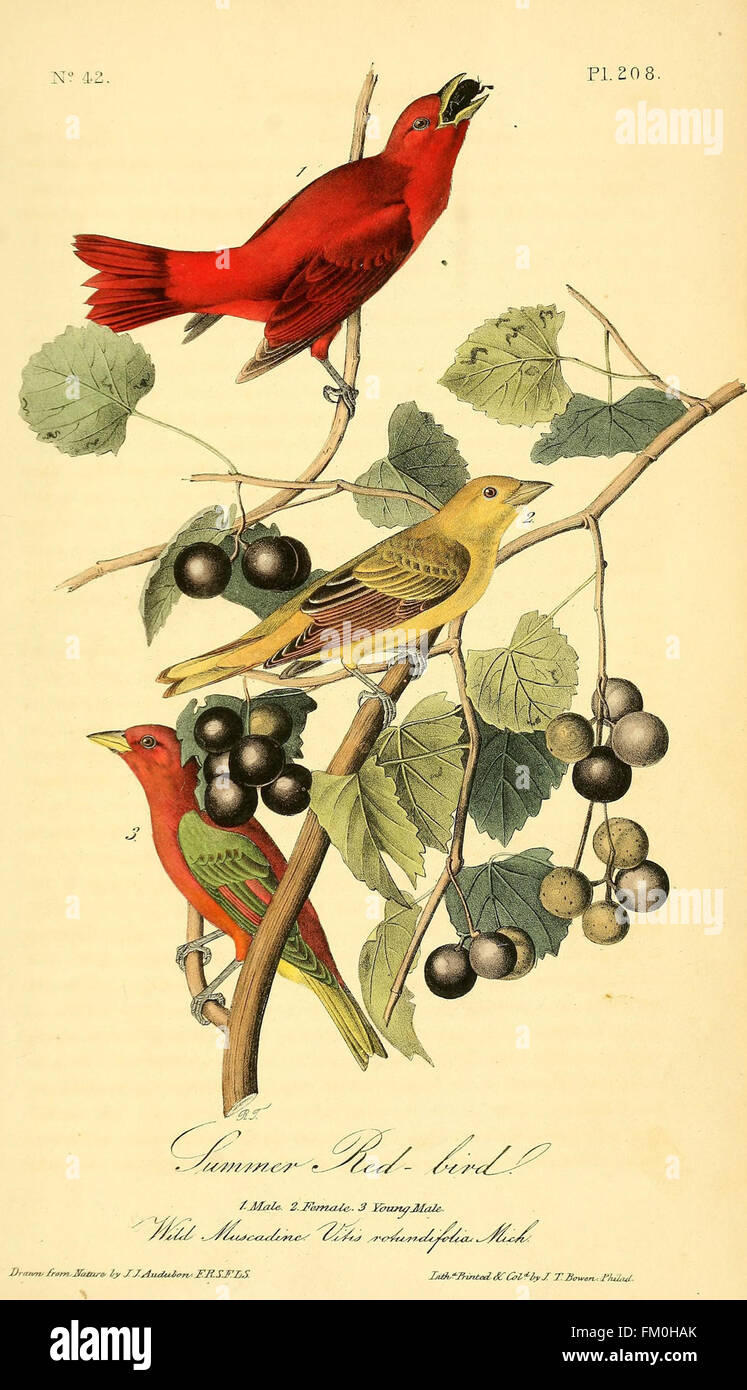 The birds of America (Pl. 208) Stock Photo