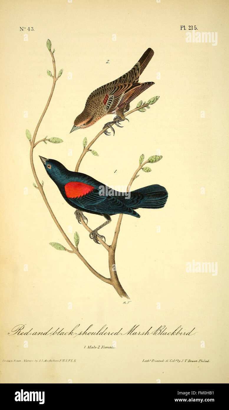 The birds of America (Pl. 215) Stock Photo