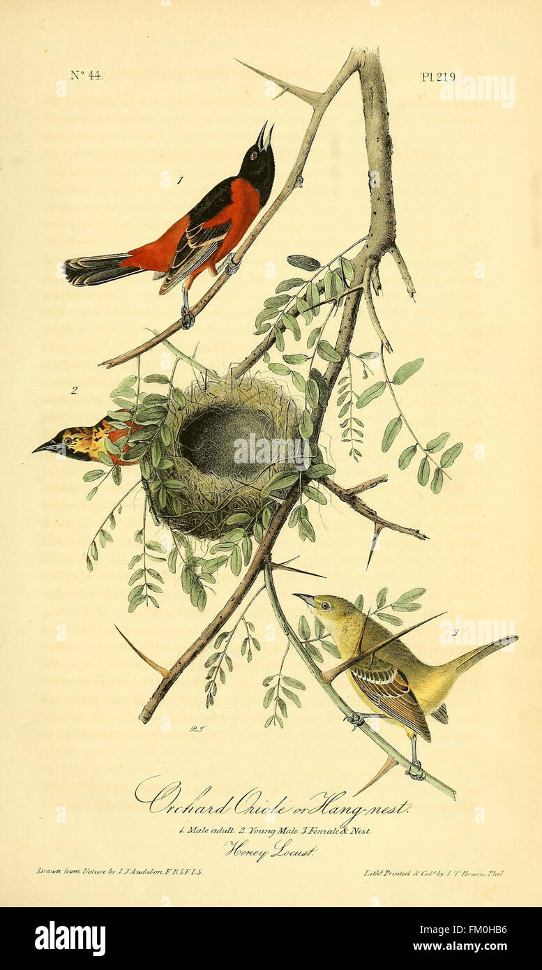 The birds of America (Pl. 219) Stock Photo